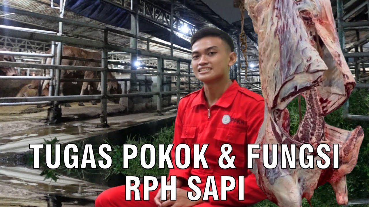 
                                 Tugas-Pokok-&-Fungsi-RPH-Sapi